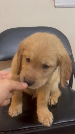 GOLDEN RETRIEVERS FOR SALE