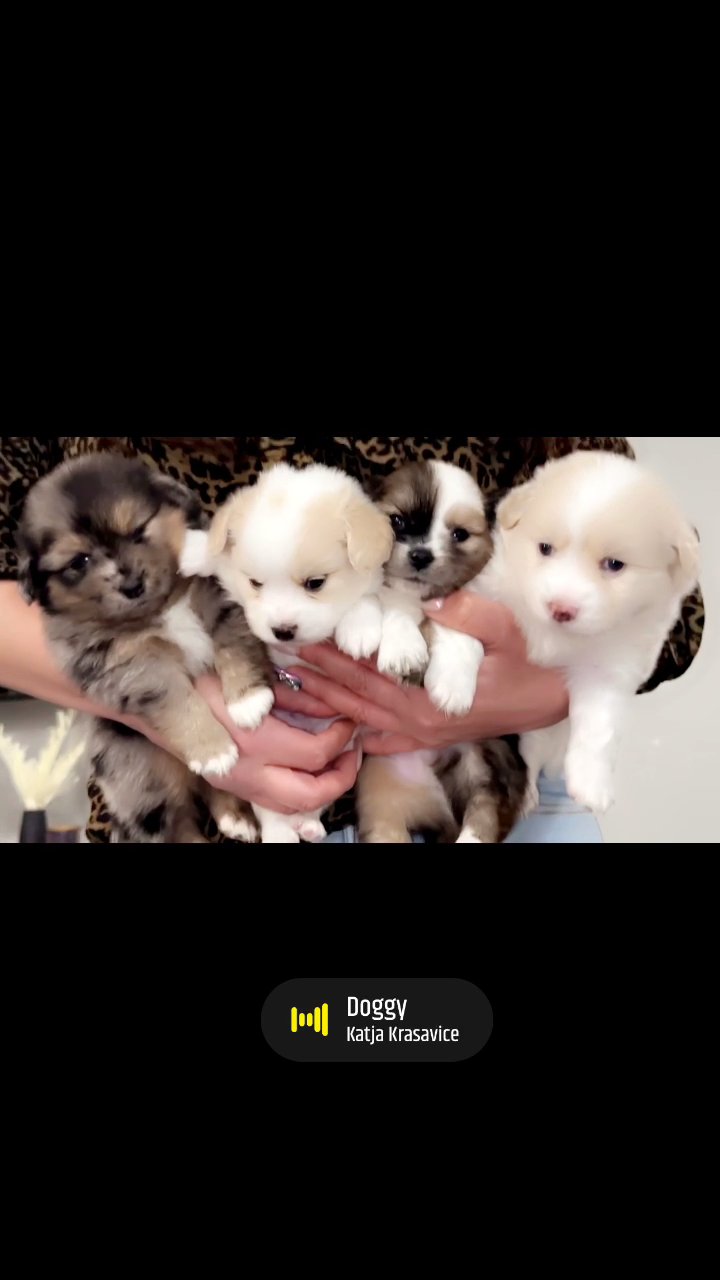 Dogs for sell