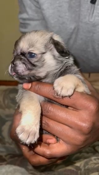 Chug/Pekingese Female Puppy