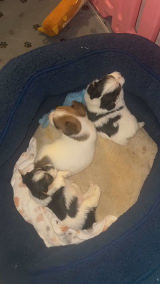 Akc Parti Yorkies