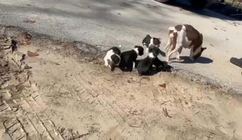 Boston Terrier Puppies In Need Of Permanent Homes