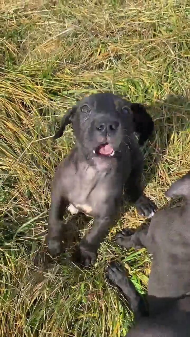 death Dane G Great Dane Puppy