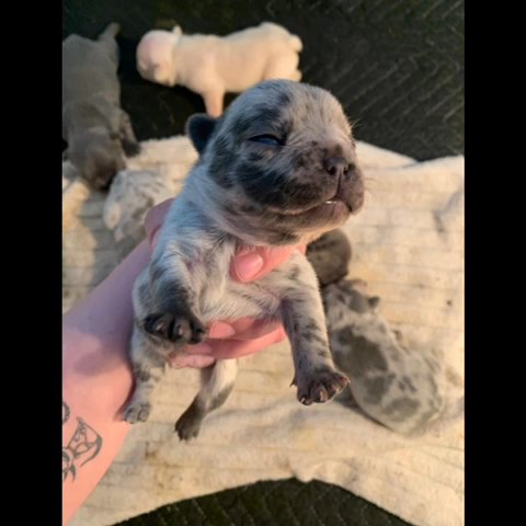 Frenchie Puppys merle And Blue