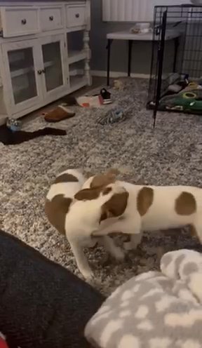 Brown CKC Boston Terrier