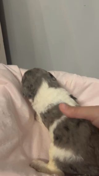 Male AKC BLUE PARTI MERLE POODLE