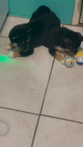 Shiba Pupps