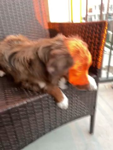 Mini Australian Shepherd (Red Merle)