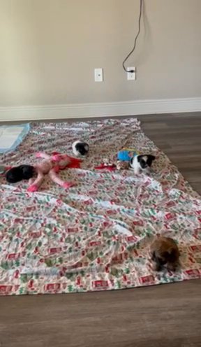 Shih tzu puppies