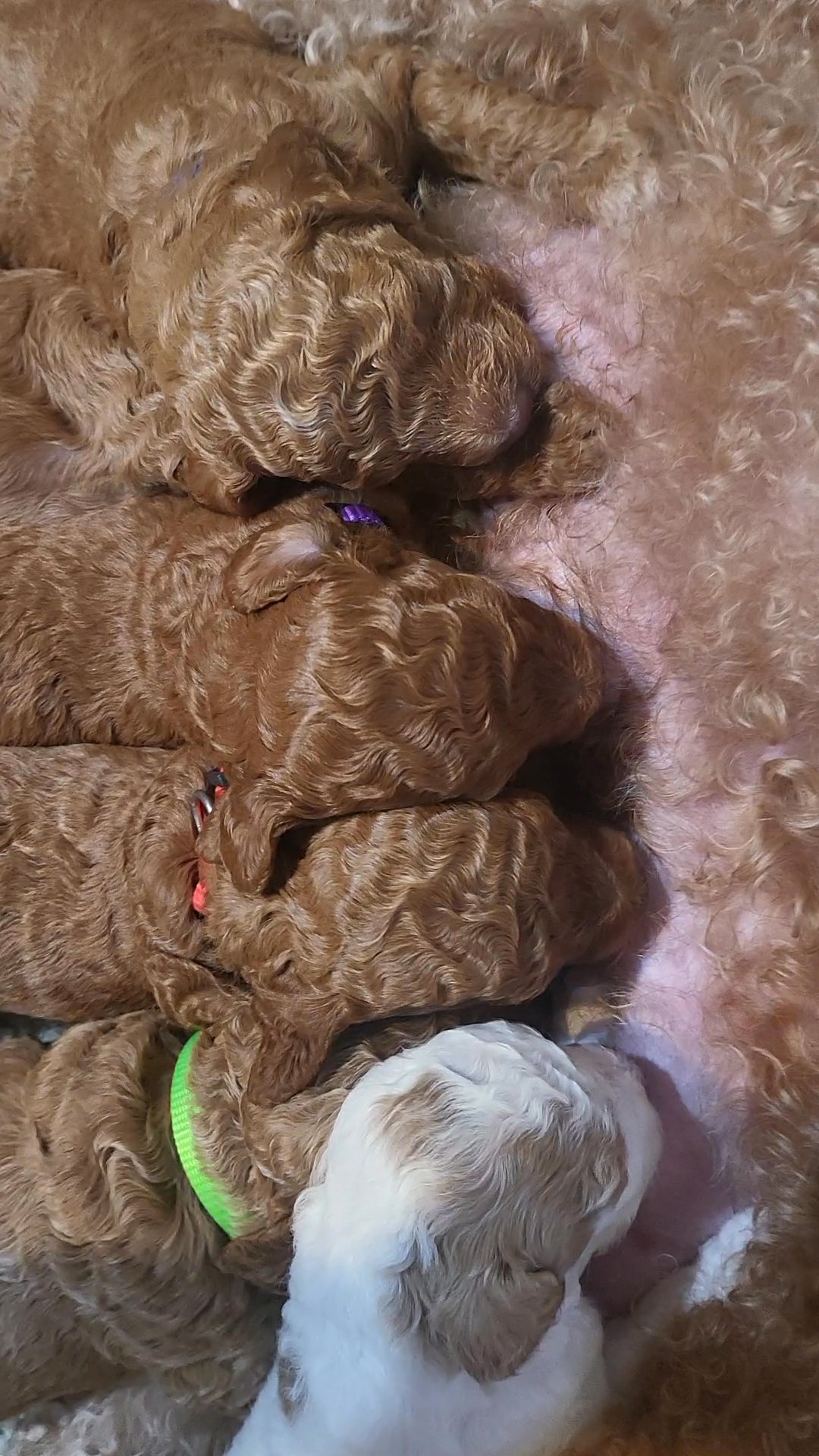 Mini Goldendoodles