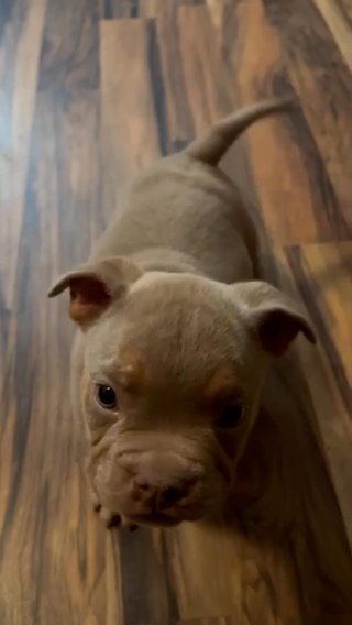Exotic American Bully Puppies Available‼️?