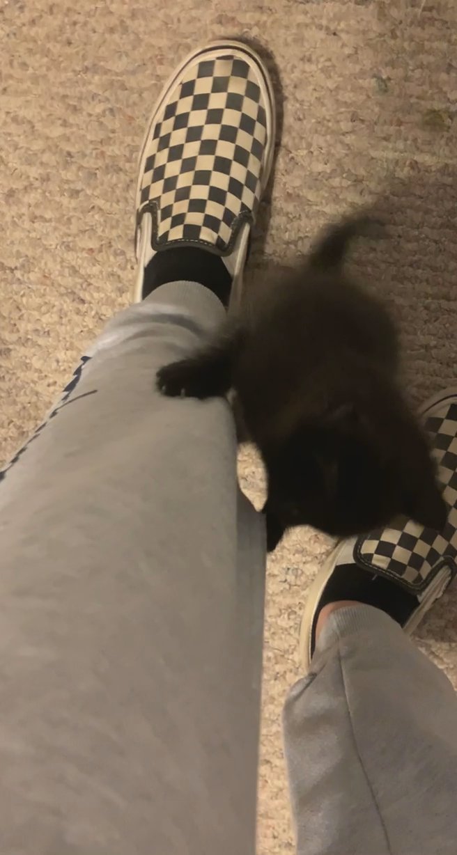 Five week old kittens