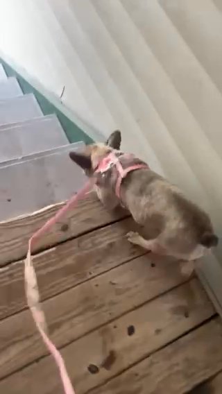Chiqui