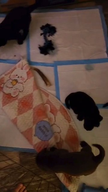 The Puppy Palace