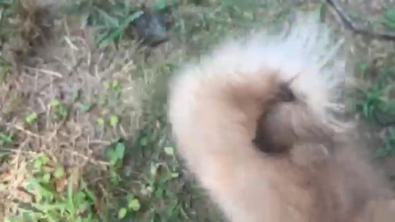 Pomeranian Teddy