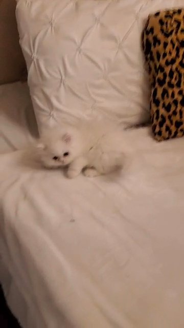 Twin pedigree flat face persians - m/f