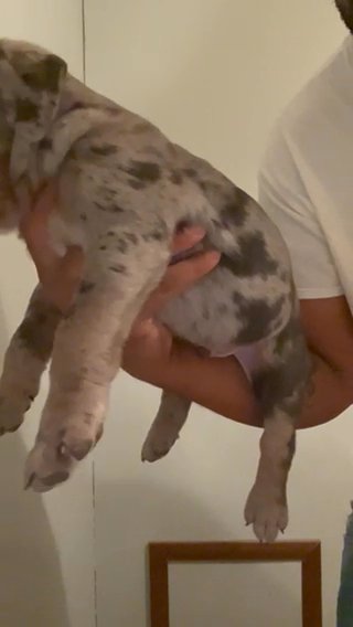 Male Xl Bully Pup