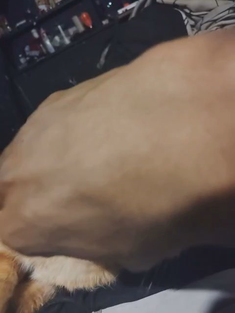 Orange Tabby Lap Cat