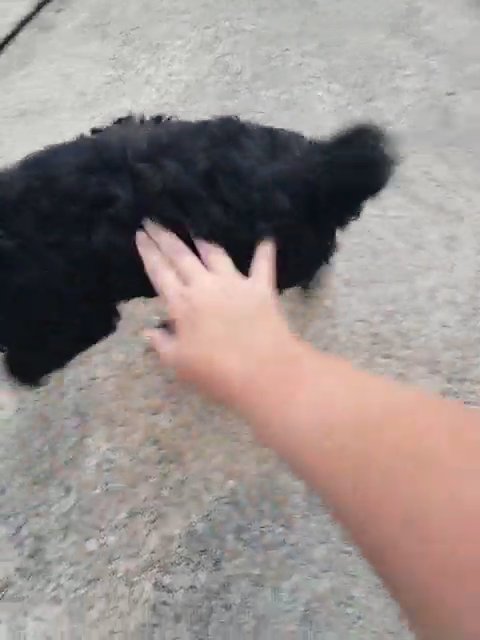 black f1bb labradoodle