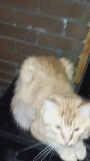 Sammy Golden Cat