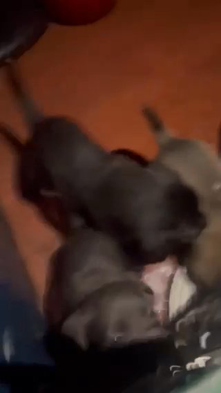 American Pitbull Terrier in Sioux City, Iowa