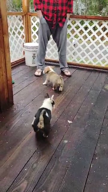 Corgi pups playing