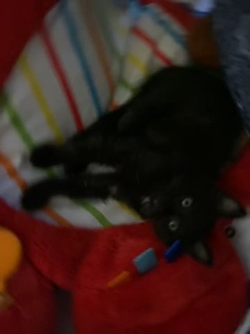 Bombay Cat