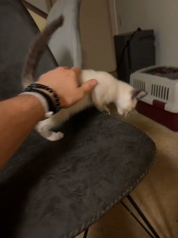 Siamese (Snowshoe) Kittens