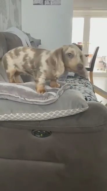 male dapple dachshund