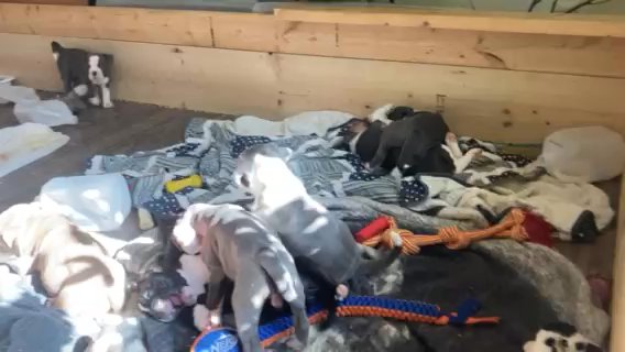 Puppies In Sunshine