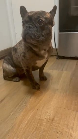 Merle French Bulldog (female)