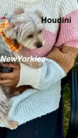 3 Yorkies!
