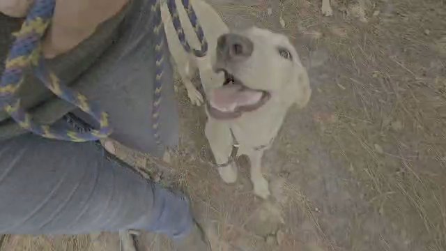 Sweet, Trained Lab