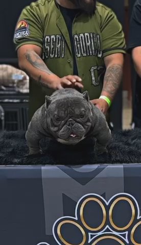 Desert Gorilla Bruizer For Stud