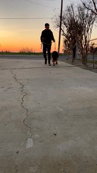 German shepherd female available for sale
