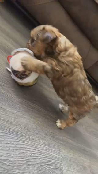 SABLE “Rylo” looking for a ?