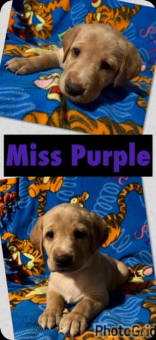 AKC Labradors