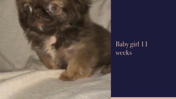 Female Pekingese