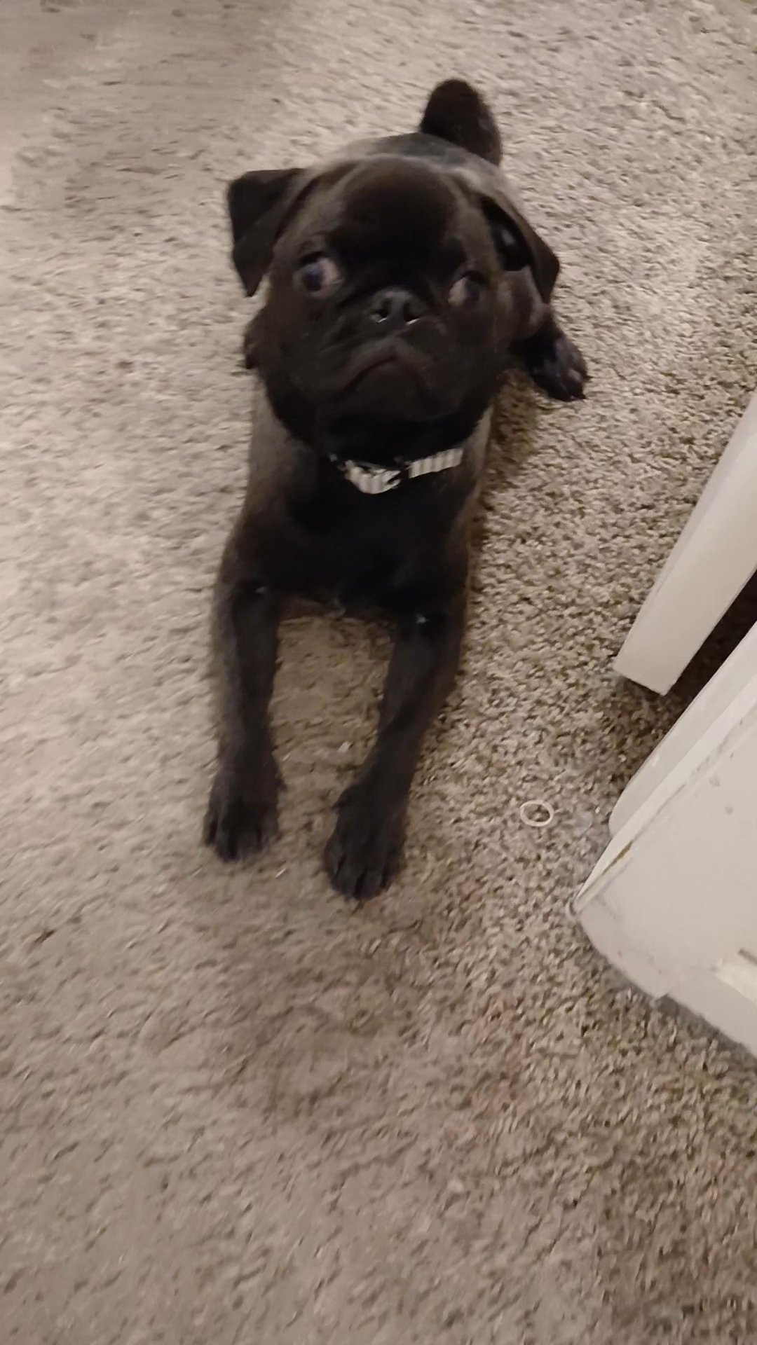 6 1/2 month old pug