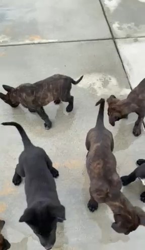 Malinois/Dutch íes