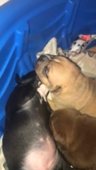 American Bully Pups For Sale