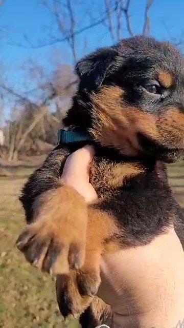 rottweiler puppies