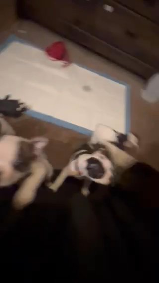 Boston Terrier Puppies For Sale