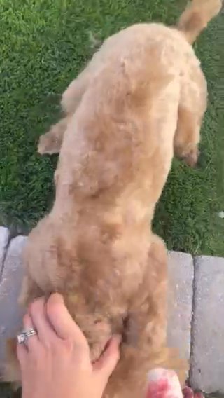 toy poodle