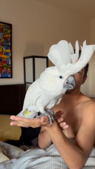 Cockatoo For Sale