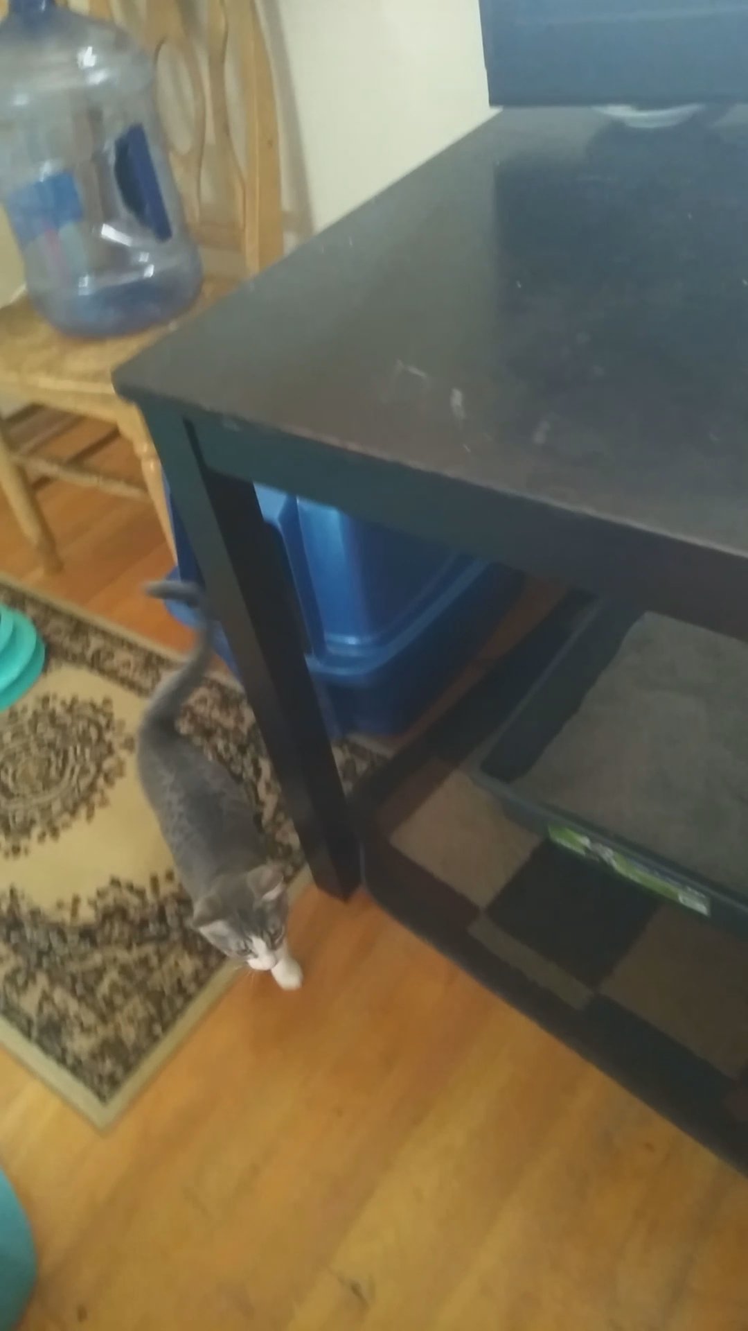Kittens for sale