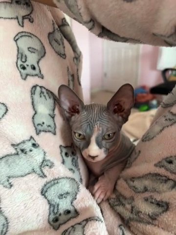 Female Sphynx Kitten