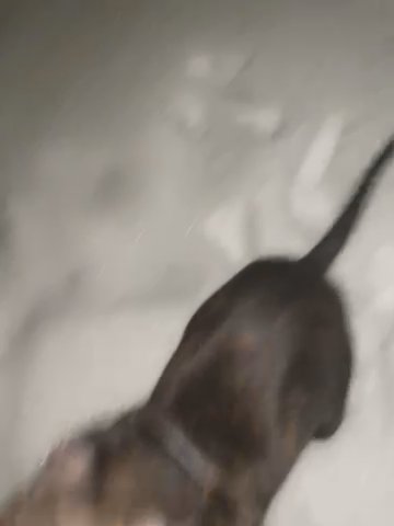 Brindle Blue Nose Pit