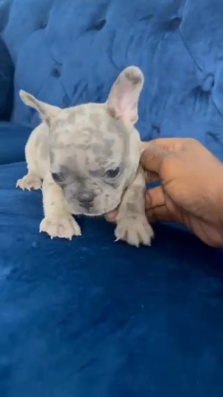 LILAC MERLE TRI MALE FRENCHIE