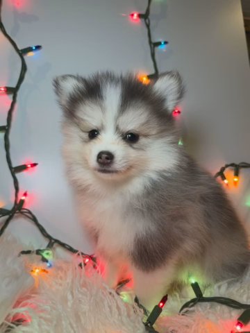 mistletoe in Los Angeles, California