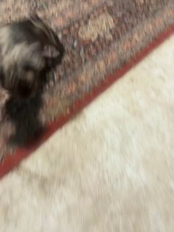 Exotic Micro Bully Hybrid
